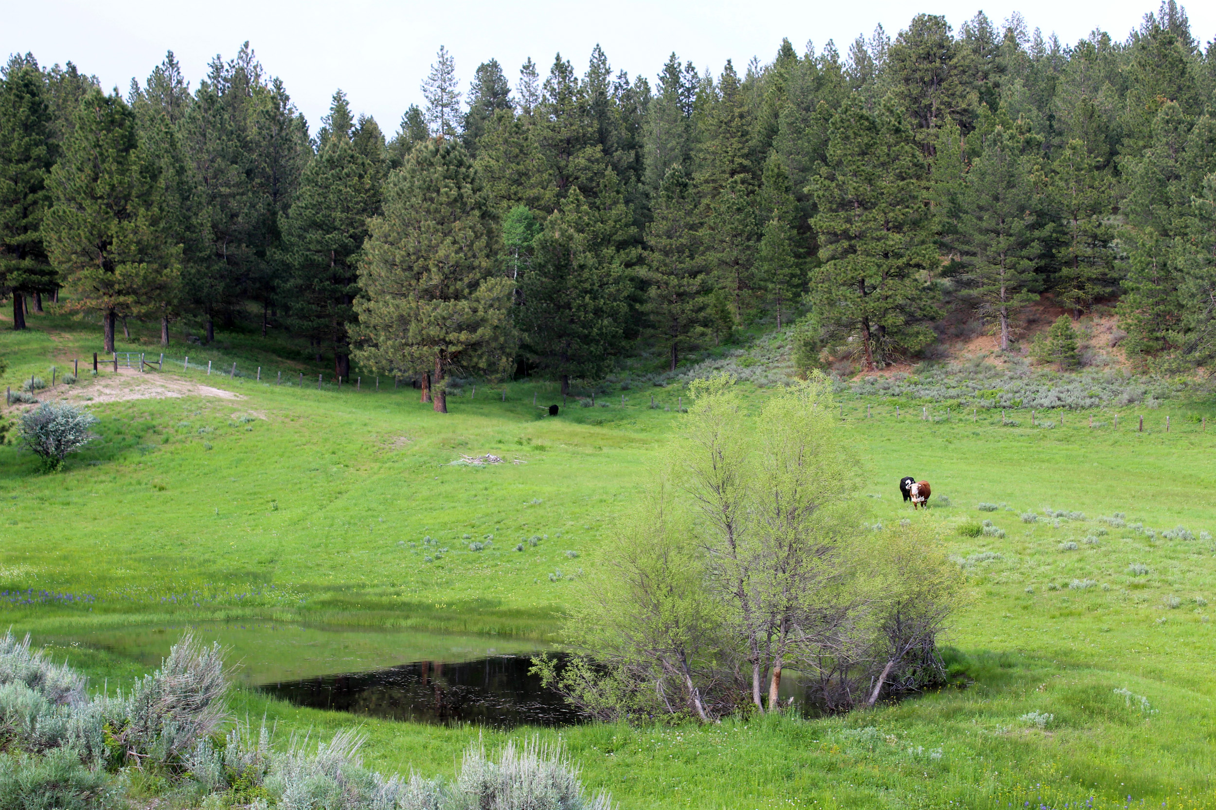 Cascade Lake Realty Bare Land 7 to 15 Acres